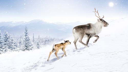 A Reindeer's Journey (trailer)